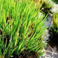 sedge grass